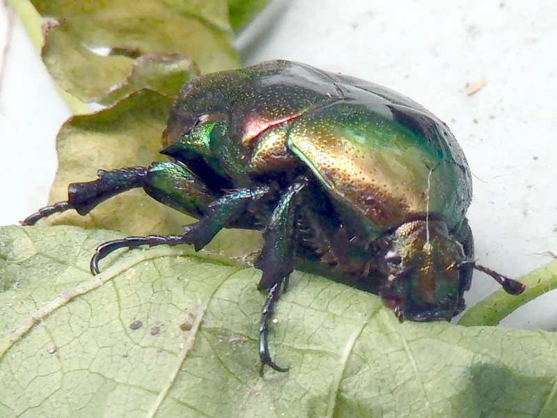 かねむし コガネムシ - Wikipedia