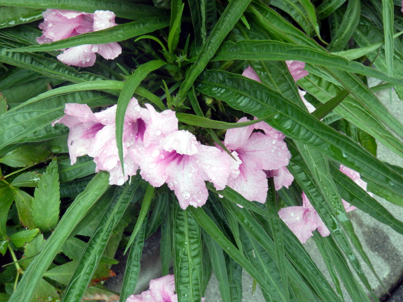 GA gsbNX^[iRuellia brittoniaj