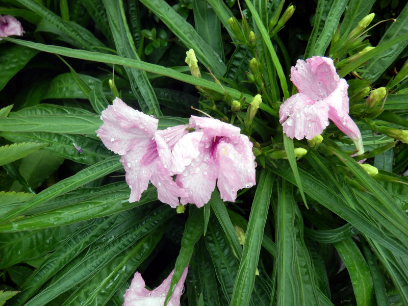 GA gsbNX^[iRuellia brittoniaj