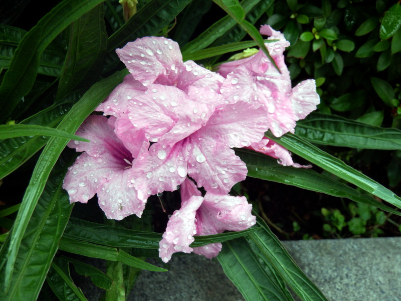 GA gsbNX^[iRuellia brittoniaj