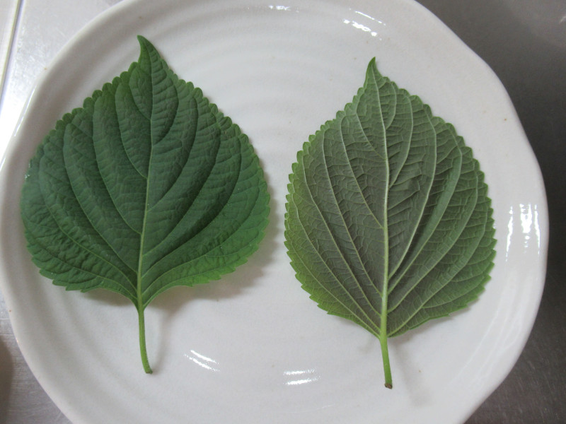 GS}i`ӖAwFPerilla frutescens var. frutescensjj