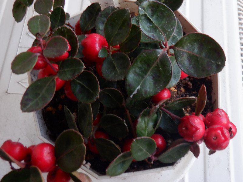 �`�F�b�J�[�x���[