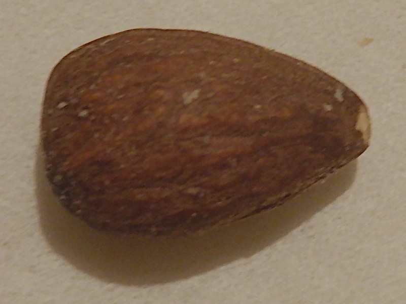 A[h(almond)