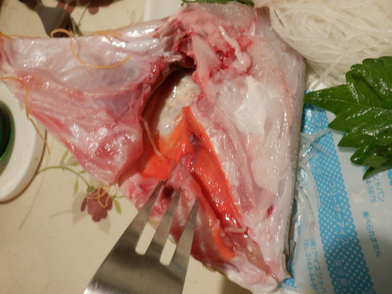 tGtL_CiJAwFLethrinus haematopterusj
