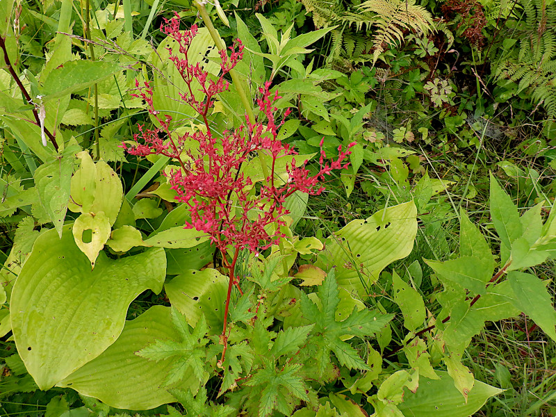 VcP\Ei쑐AwFFilipendula multijugaj