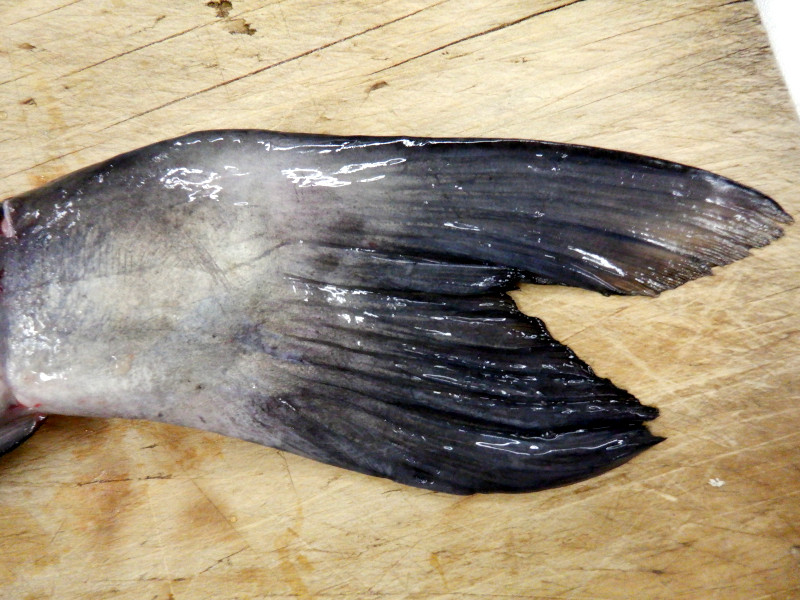 �i�}�Y���