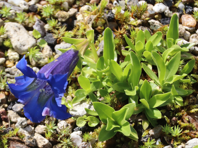 �Q���`�A�i�E�f�B�i���J�iGentiana dinarica�j