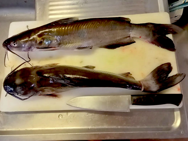 �܂Ȕ̏�̃i�}�Y2�C