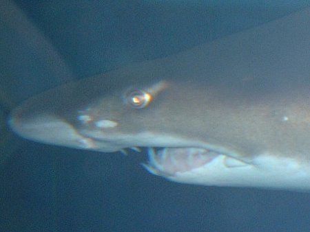 シロワニ 白鰐 かぎけんweb シロワニ 白鰐 かぎけんweb