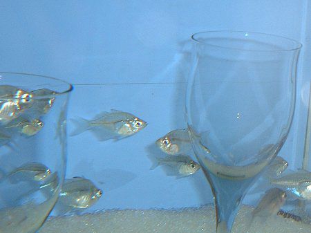 ラージグラスフィッシュ Large Grass Fish かぎけんweb ラージグラスフィッシュ Large Grass Fish かぎけんweb