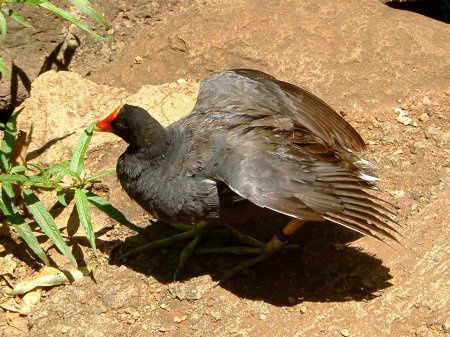 o(Hawaiian moorhen)