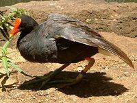 o(Hawaiian moorhen)