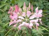 NI(Cleome)