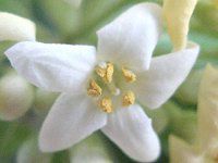 �g�x��(��)