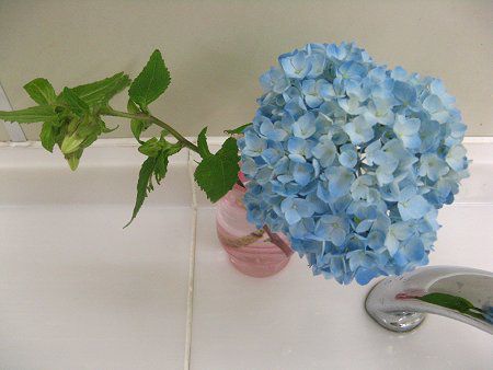 紫陽花-金谷港トイレ