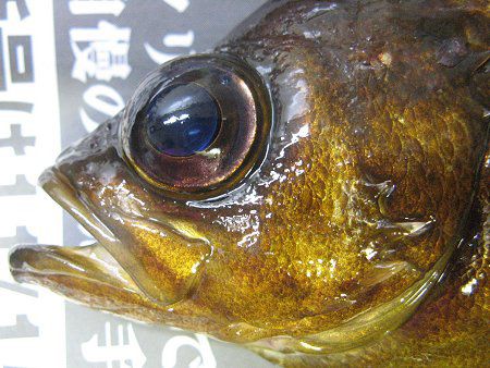 内房釣り 08年11月16日 かぎけんweb