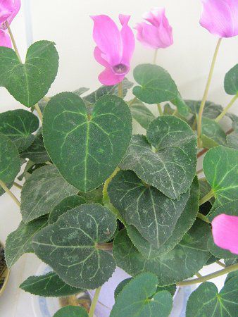 VN(Cyclamen)