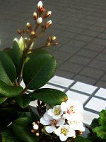 �}���o�V�������o�C(�ۗt�ԗ֔~)