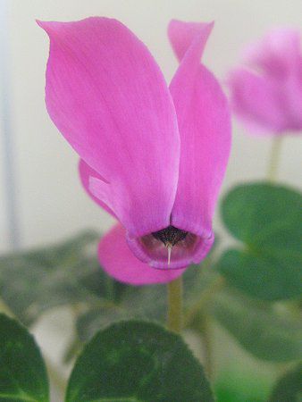VN(Cyclamen)
