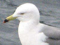 ウミネコ 海猫 かぎけんweb ウミネコ 海猫 かぎけんweb