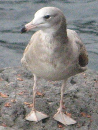カモメ属の鳥【かぎけんWEB】