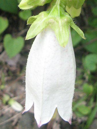 ヤマホタルブクロ 山蛍袋 かぎけんweb