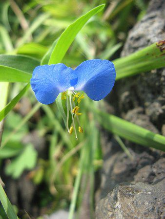 ツユクサ 露草 かぎけんweb ツユクサ 露草 かぎけんweb