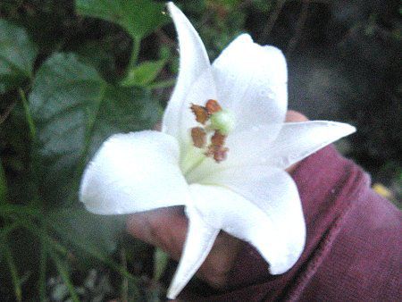 ユリです！ シンテッポウユリ | Lilium x formolongo | かぎけん花図鑑