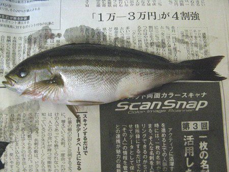 イサキ 伊佐木 伊佐幾 鶏魚 かぎけんweb