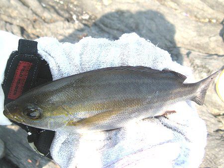 イサキ 伊佐木 伊佐幾 鶏魚 かぎけんweb