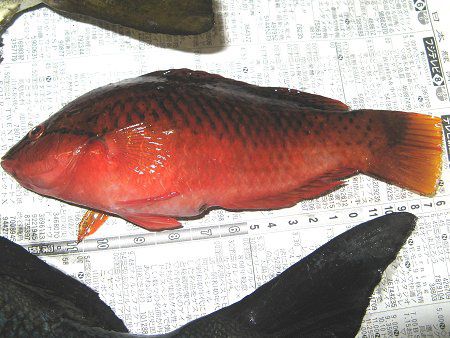 アカササノハベラ 赤笹の葉倍良 かぎけんweb