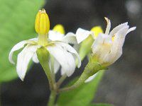 AJCkzIYL(AmericaSE_)