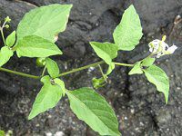 AJCkzIYL(AmericaSE_)