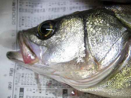 �X�Y�L(�t�b�R)