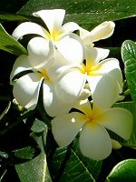 vAEu(Plumeria rubra)