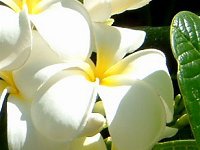 vAEu(Plumeria rubra)