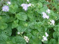�A�Q���^��(Ageratum)