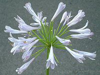 AKpTX(Agapanthus)