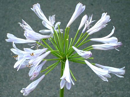 AKpTX(Agapanthus)