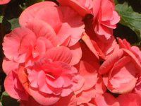 [K[XxSjA(Riegers begonia)