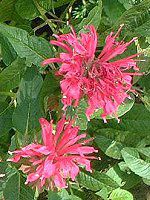 i_EfBfB}(Monarda didyma)