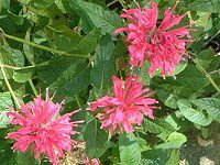 i_EfBfB}(Monarda didyma)