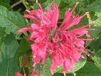 i_EfBfB}(Monarda didyma)