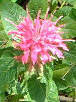 i_EfBfB}(Monarda didyma)