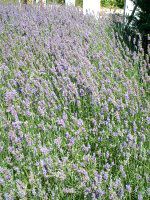 CObVEx_[(English lavender)