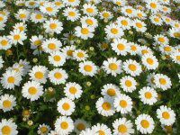 クリサンセマム・ノースポール(Chrysanthemum North Pole)【か