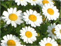 ノースポール✼ クリサンセマム・ノースポール | Leucanthemum paludosum | か