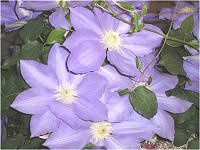 N}`X(Clematis)