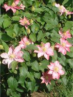 N}`X(clematis)