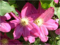 N}`X(clematis)